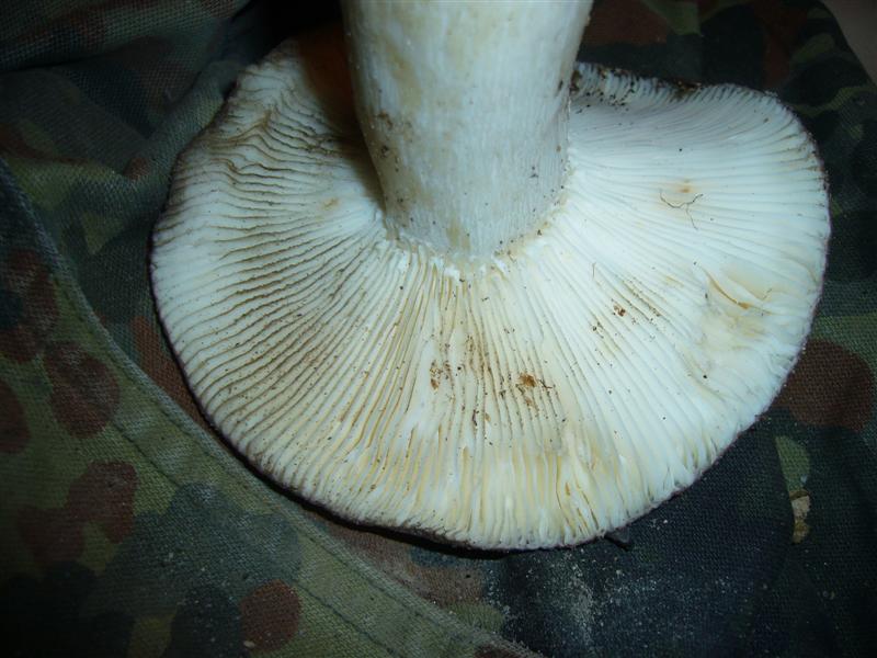 Russula sp.